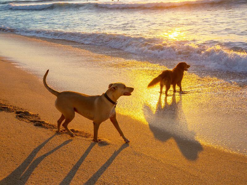 1 Pet friendly holiday rentals